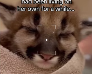 She now takes care of him #wholesome #cat #animals_part2