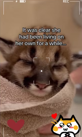 She now takes care of him #wholesome #cat #animals_part2