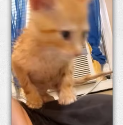 Heard cry help coming stream then_part2