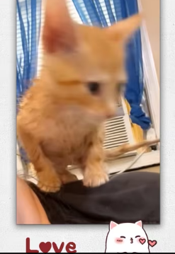 Heard cry help coming stream then_part2