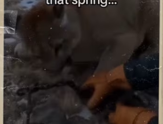 Wait end trust me #animals #wholesome_part2