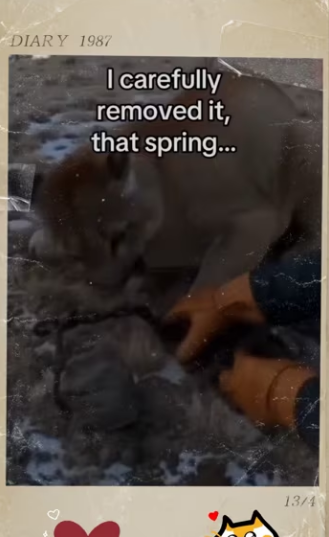 Wait end trust me #animals #wholesome_part2