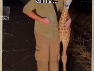 Wait lick! #giraffe #animals #wholesome_part2