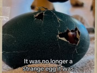 Why am crying #wholesome #animals_part2