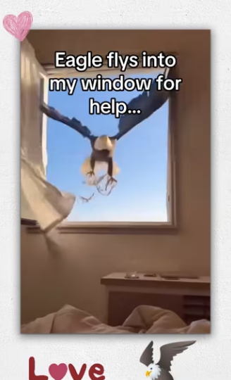 saved an eagles life #wholesome #animals_part1