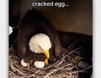 She stayed to be near #wholesome #animals_part1