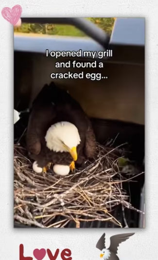 She stayed to be near #wholesome #animals_part1