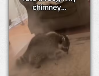 should name her, Santa Claus #wholesome #animals_part1