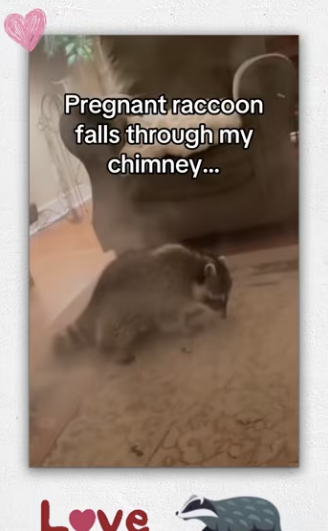 should name her, Santa Claus #wholesome #animals_part1