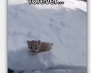 Snowboarding buddy life #wholesome #animals_part1