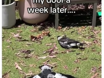 All of them were stuck #wholesome #animals_part2