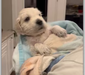 Kind couple saved an puppy_part2