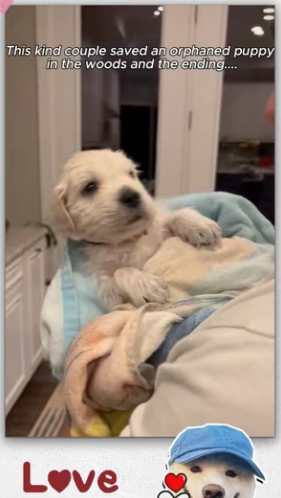 Kind couple saved an puppy_part2