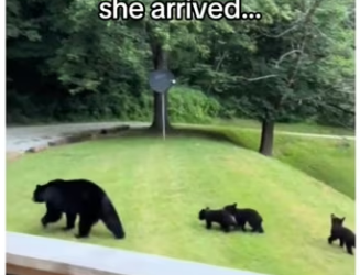 Anyone know of pop proof floaties #animals #wholes_part2