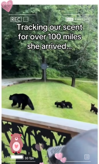 Anyone know of pop proof floaties #animals #wholes_part2