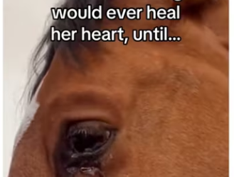 baby becomes besties orphan horse #animals#whole_part2