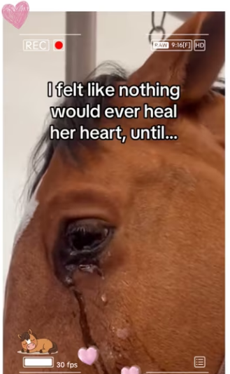 baby becomes besties orphan horse #animals#whole_part2