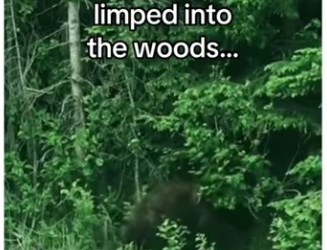 Bears are highly intelligence #wholesome #animals_part2