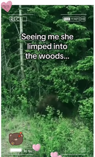 Bears are highly intelligence #wholesome #animals_part2