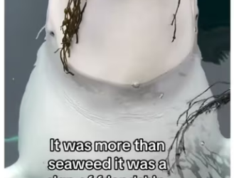 Beluga saves sea creatures #animals #wholesome_part2