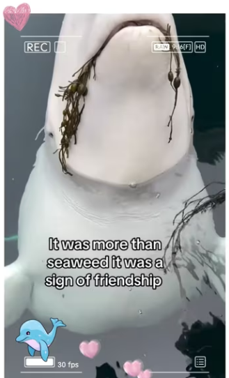 Beluga saves sea creatures #animals #wholesome_part2