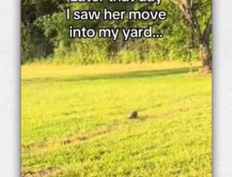 Donkeys are extremely intelligent #wholesome_part2