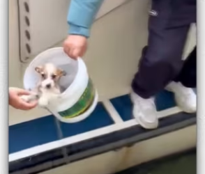 Kind family rescued puppy_part2