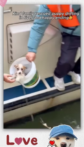 Kind family rescued puppy_part2