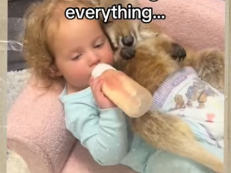 Kangaroos are cool #animals #wholesome_part2