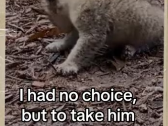 Lion saves his son #wholesome #animals_part2