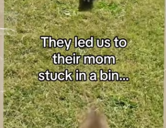 ll always watch over them #wholesome #animals_part2