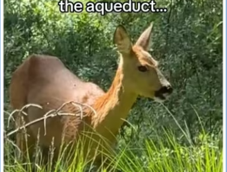 Mother deer saves fawn #animals #wholesome_part2