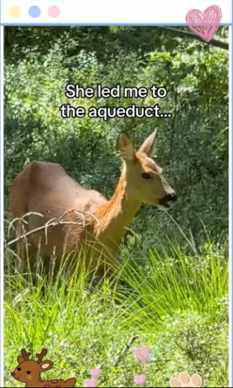 Mother deer saves fawn #animals #wholesome_part2