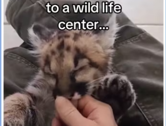 My son found mountain lion ##wholesome##animals_part2