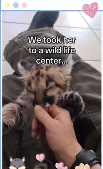 My son found mountain lion ##wholesome##animals_part2