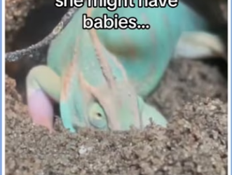 need solution! #animals #wholesome_part2