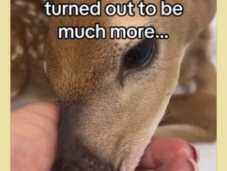 Now have grandkids #wholesome #animals_part2