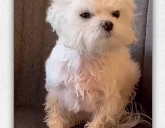 Man saved puppy then_part2