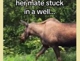 Now have little babies in my yard #wholesome_part2