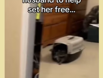 Raccoons are so smart! #wholesome #racoons_part2