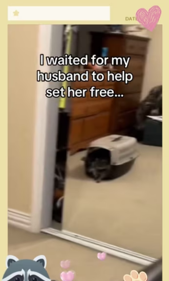 Raccoons are so smart! #wholesome #racoons_part2