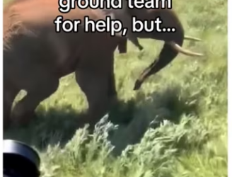 Ranger help of wild dogs saves elephant calf_part2