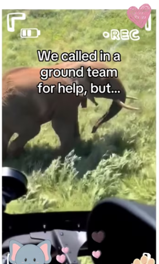 Ranger help of wild dogs saves elephant calf_part2