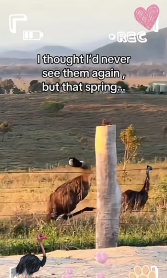 Raised emu thinks it chicken #animals #wholesome_part2