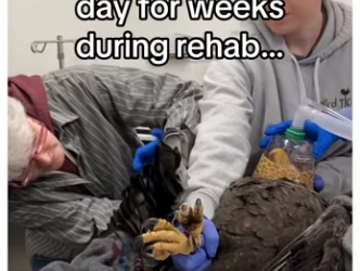 Saved an eagle #wholesome #animals_part2