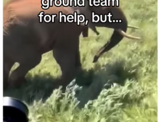 Ranger help of wild dogs saves elephant calf_part2