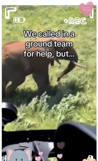 Ranger help of wild dogs saves elephant calf_part2
