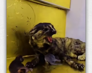 Mom cat always thinks bad person but not… _part2