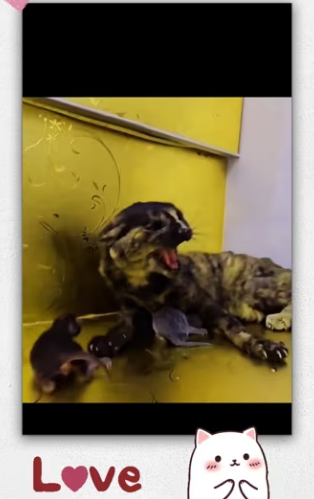 Mom cat always thinks bad person but not… _part2