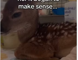 Deers are so smart #wholesome #animals_part2